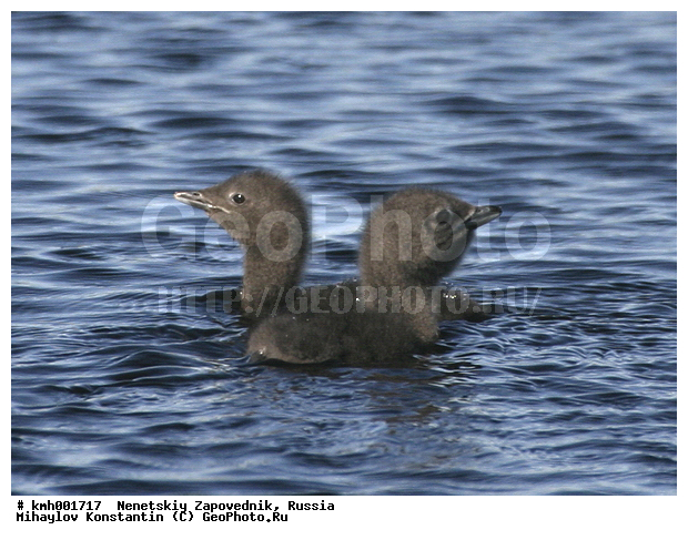 �������� ������, ������, ����, ����, ���������, ��������, ��������, ��������, �����������, ������� �����, ������� �����, XYZ, ���������, Gaviidae, ����������� ������, Gavia stellata